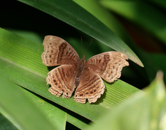 Junonia gregorii