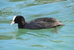 Fulica atra