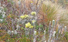 Monticalia andicola