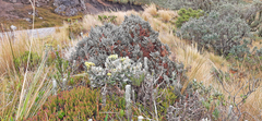 Monticalia andicola