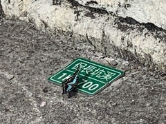 Graphium doson postianus