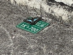 Graphium doson postianus