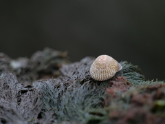 Steromphala cineraria