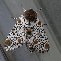 Harrisimemna trisignata