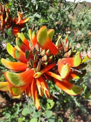 Erythrina acanthocarpa