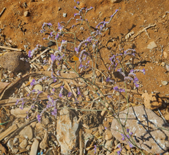 Limonium graecum