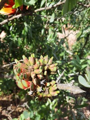 Erythrina acanthocarpa