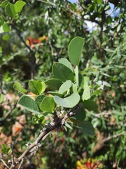Erythrina acanthocarpa