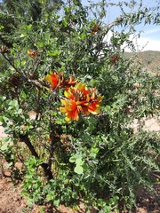 Erythrina acanthocarpa