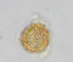 Bryophytomyces sphagni