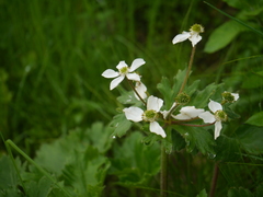 Anemonastrum polyanthes