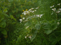 Anemonastrum polyanthes