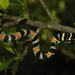 Golden Tree Snake - Photo (c) chintan sheth, some rights reserved (CC BY-NC), uploaded by chintan sheth