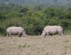 Ceratotherium simum