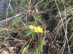 Ranunculus propinquus