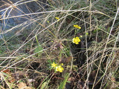 Ranunculus propinquus