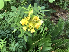 Senna chapmanii