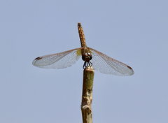 Trithemis annulata