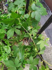 Humulus scandens