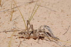 Ceraeocercus fuscipennis