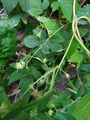 Humulus scandens