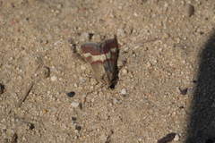 Tegostoma baphialis
