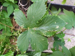 Humulus scandens