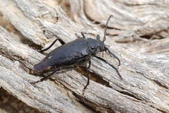 Prionus brachypterus