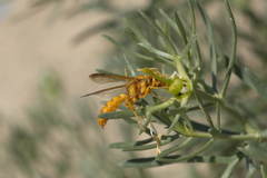 Cerceris spinipectus