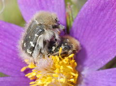 Tropinota hirta hirtiformis