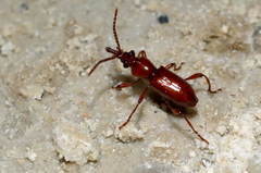 Eremoxenus chan