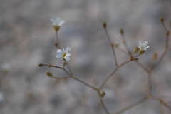 Gypsophila diffusa