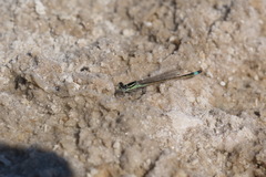 Ischnura evansi