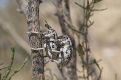 Leucochromus imperialis