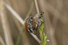 Chaetopteroplia segetum