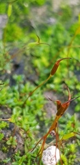 Aloina