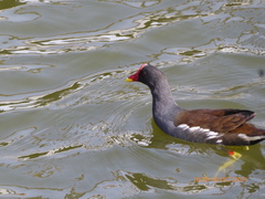 Gallinula chloropus