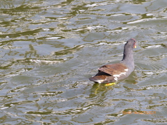 Gallinula chloropus