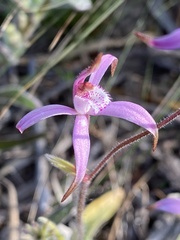 Caladenia hirta rosea