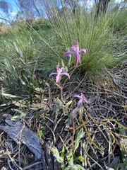 Caladenia hirta rosea