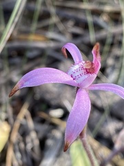Caladenia hirta rosea