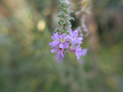 Lythrum salicaria