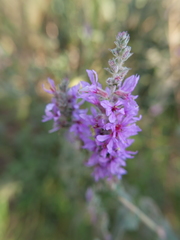 Lythrum salicaria
