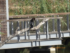 Phalacrocorax carbo