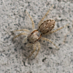 Menemerus bivittatus