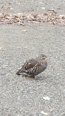 Canachites canadensis canace