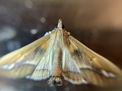 Diaphania fumosalis