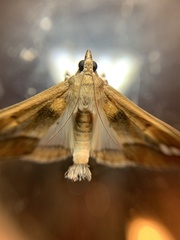 Diaphania fumosalis