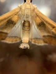 Diaphania fumosalis