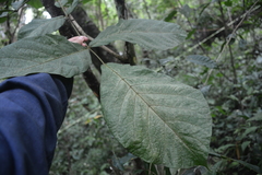 Callicarpa formosana